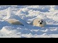 アザラシの赤ちゃんが２頭並んでいます。人間に見つかった時に、とりあえず隠れる子、目をそらしてごまかす子。