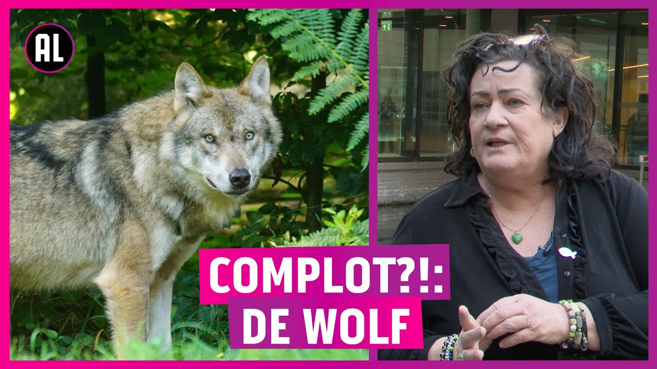 COMPLOT?!: Is de wolf uitgezet in Nederland om boeren te verjagen?