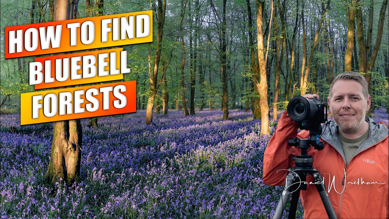 How To Find BLUEBELL Forests ! Landscape Photography