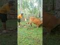 Bersihkan luka sapi #kelapa #sapi