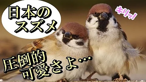 雀可愛い Mp3