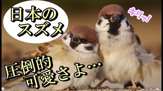 海外の反応 どうして日本の動物だけ 日本に生息するスズメ達が可愛すぎると話題に 世界のjapan ほなっ日記 響いて感じたままに っ 海外の反応 どうして日本の動物だけ 日本に生息するスズメ達が可愛すぎると話題に 世界のjapan ほなっ日記 響いて感じたままに っ