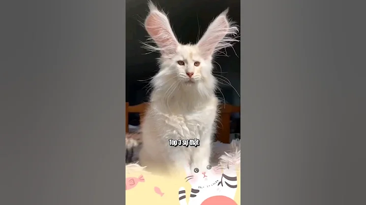 Video 11186341: maine coon cat facts