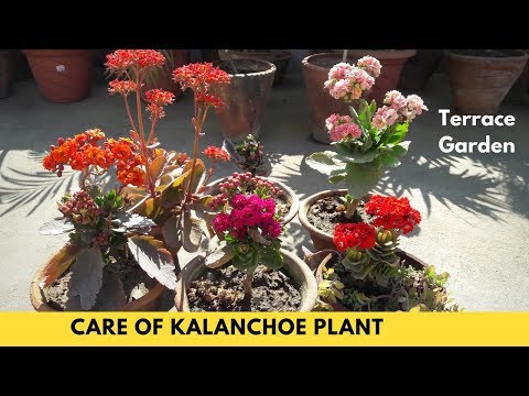 This Trick Helps Your Plant To Grow Fast //कलानचोए के पौधों को फूलों से भरे L[TERRACE GARDEN]