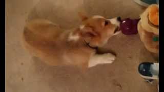Owen Corgi Puppy - Licking Purple Squirrel Toy Butt
