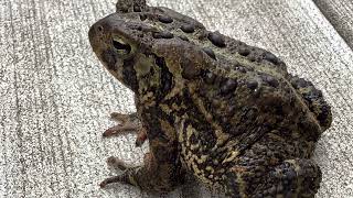 American Toad