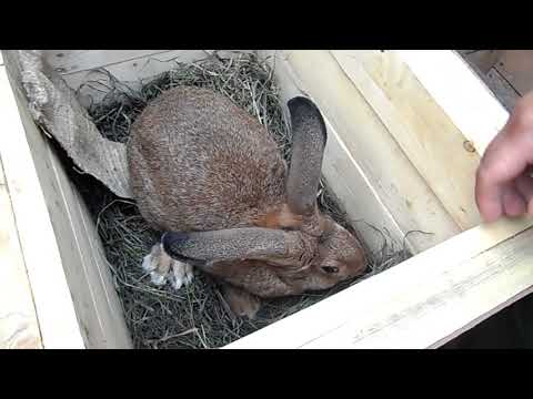 Видео: Хроническая потеря веса и истощение тканей у кроликов