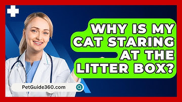 Why Is My Cat Staring At The Litter Box? - PetGuide360.com