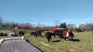 Bruno the bull gets welcomed.