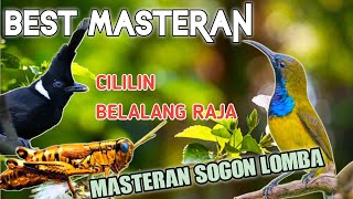 BEST MASTERAN SOGON LOMBA TEMBAKAN RAPAT CILIIN, BELALANG RAJA