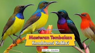 Masteran Pilihan Kicau Mania Terbaru Ampuh 