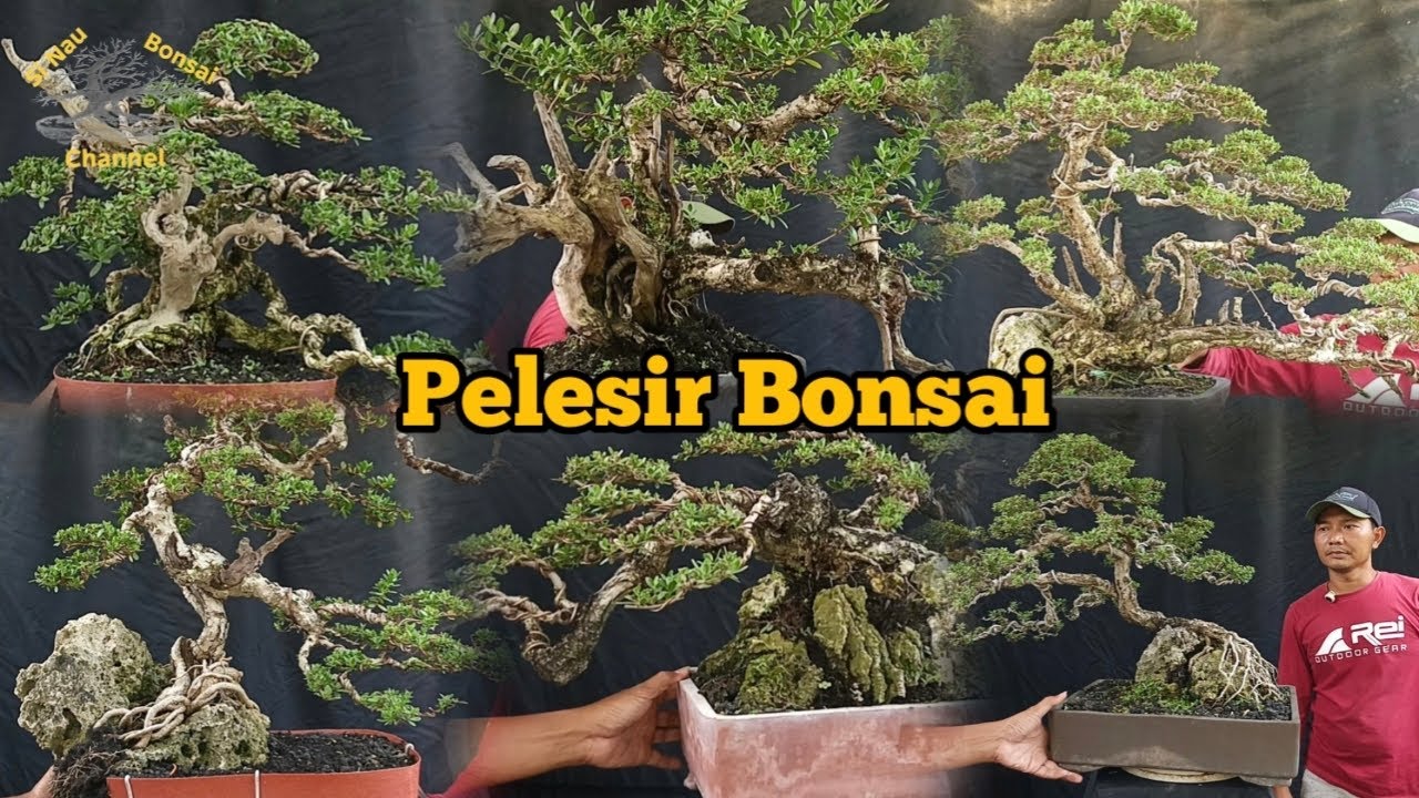 Pelesir Bonsai... Deretan bonsai petarung di lapak pak Hadi Lotus
