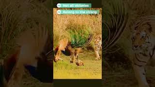 Moment A Tiger Tries To Devour A Pea Ever Had To Escape An Animal Attack?