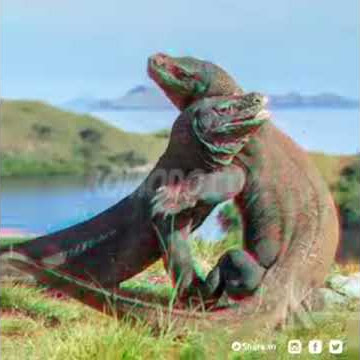 STORY WA  PULAU KOMODO KEREN TERBARU YG LAGI VIRAL