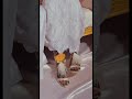 العرس التشادي Mariage Tchadien 