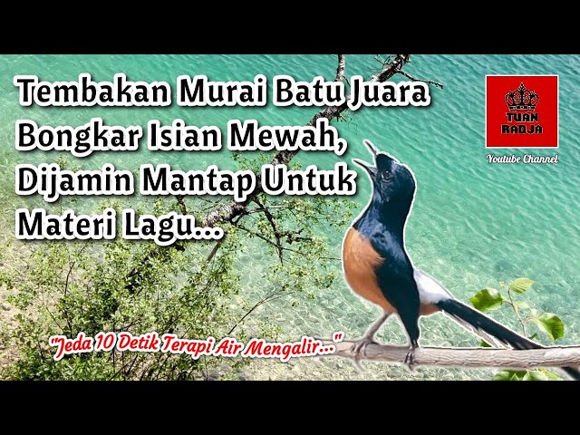 Tembakan murai batu juara bongkar isian mewah, dijamin mantap untuk materi lagu class=