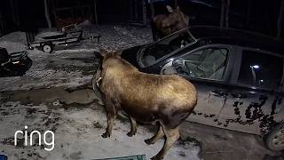 Has Your Vehicle Ever Had An Alaskan Car Wash? Ringtv