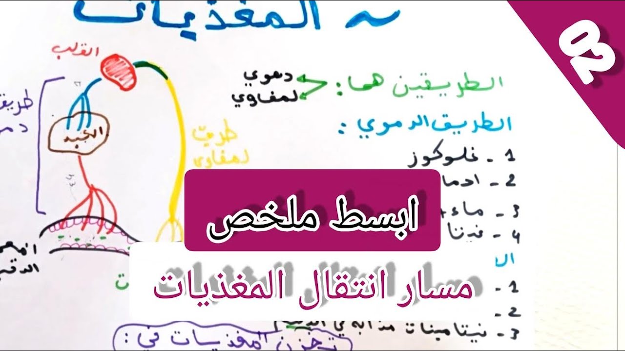ملخص درس 2│ مسار انتقال المغذيات (الطريق الدموي و الطريق اللمفاوي)│bem2026
