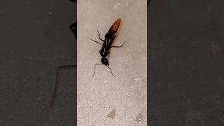 Ant army # Black ant