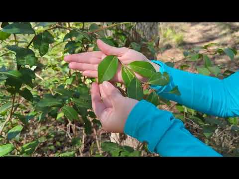 וִידֵאוֹ: What Is Fetterbush - How To Grow A Fetterbush In Your Garden