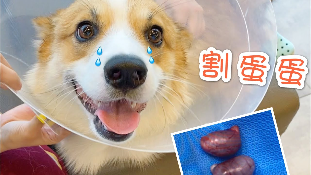 柯基Max｜Corgi puppy got neutered surgery｜小短腿绝育鸽蛋蛋 