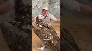 Meet The Lappet-Faced Vulture Africas Largest Scavenger