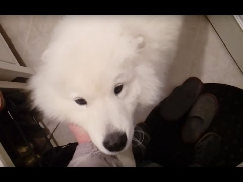 Самоед очень скучал и ругался.