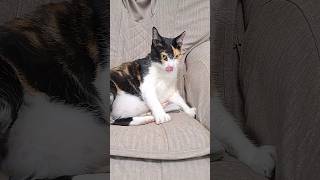 A Quick Question For My Cat.