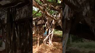 Finally Got My Treehouse! #treehouse #ecovillage #costarica