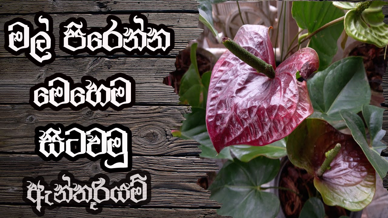 Anthurium wagawa sinhala නිවැරදිව ඇන්තුරියම් පැල කරමු How to grow