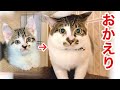 信用した里親が飼育崩壊…8ヶ月後に取り戻した子猫