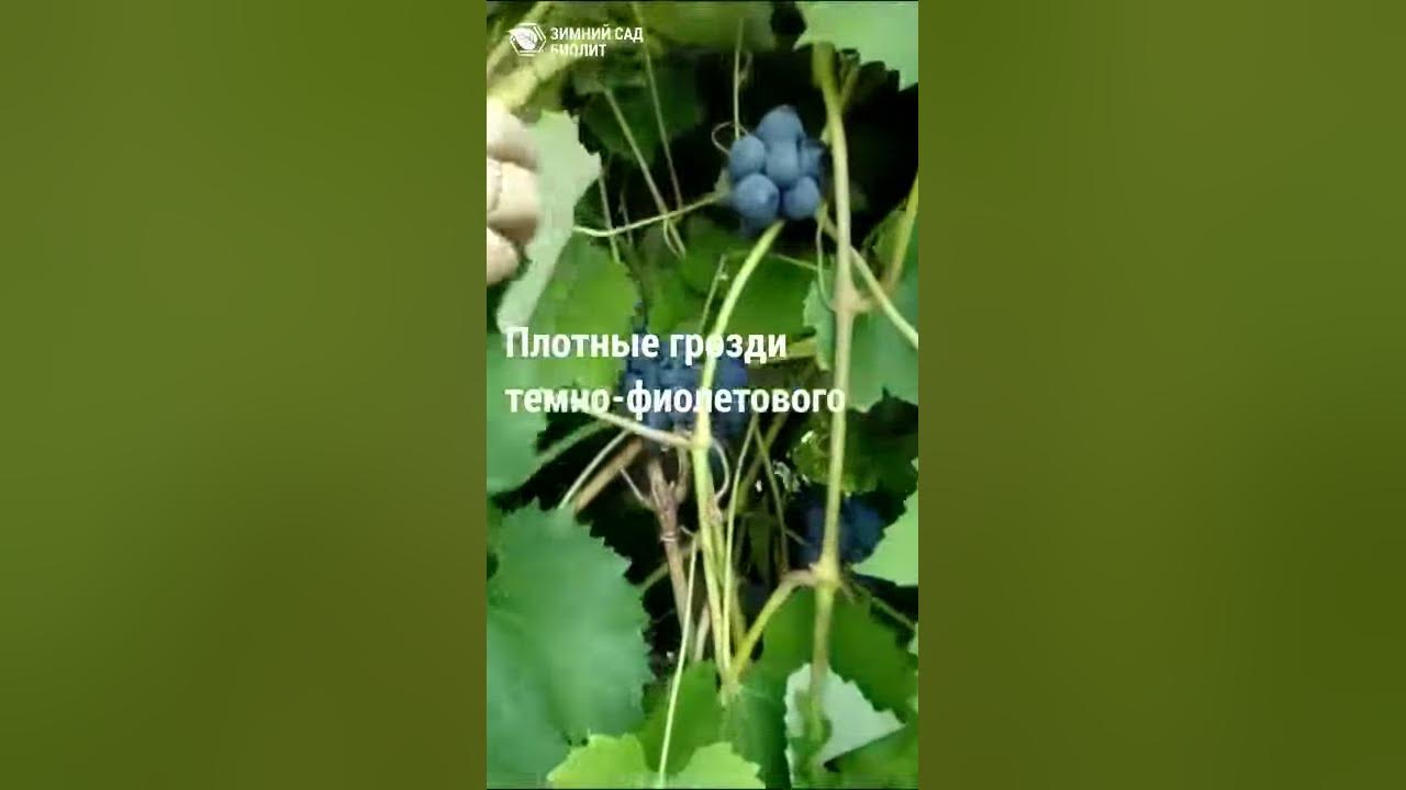Виноград сорт симоне описание фото Саженцы винограда Симоне, адаптированного к условиям Сибири - YouTube