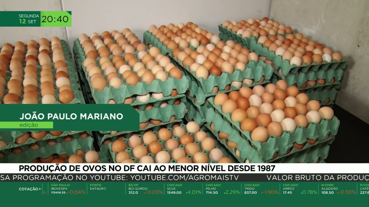 Produção de ovos no DF cai ao menor nível desde 1987