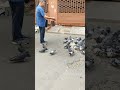 alhamdulillah