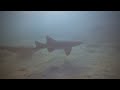 Sharks at Tabletop Reef 2