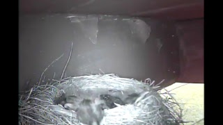 Facethewind Live Bird-Cam