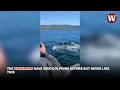 Dolphins play football with a jellyfish off the coast of Wales