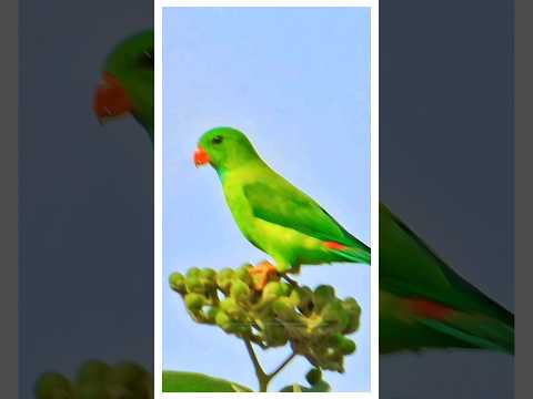 Stunning Vernal hanging parrot on tree #Vernalhangingparrot #parrot #birds #kanagalphotography
