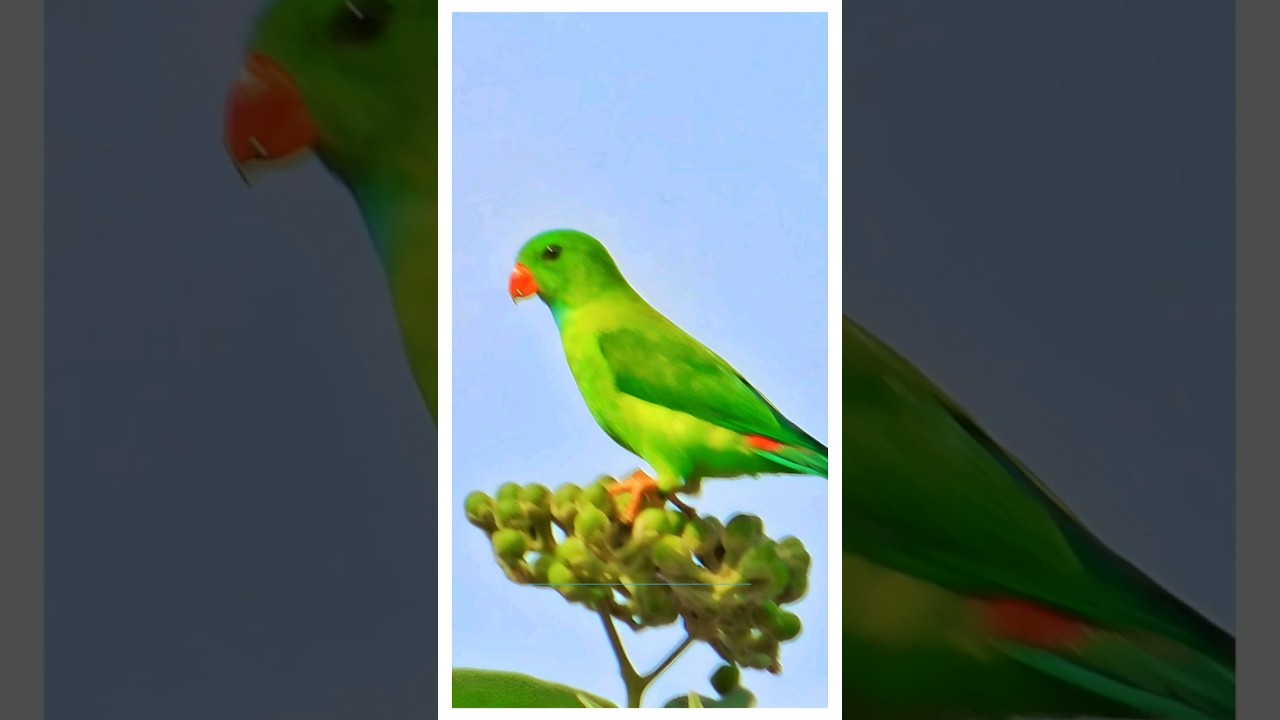 Stunning Vernal hanging parrot on tree 
