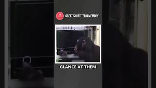 Chimpanzees brains work fast