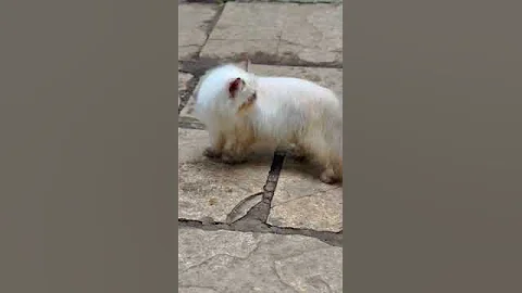 Video 918751: persian kitten semi, persian kittens cattery, quality persian male kitten, persian blue cattery