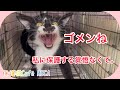 【保護猫、子猫】威嚇する子猫。梅次郎！保護するべきか？リリースするべきか？