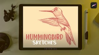 Hummingbird Sketches in Procreate screenshot 5