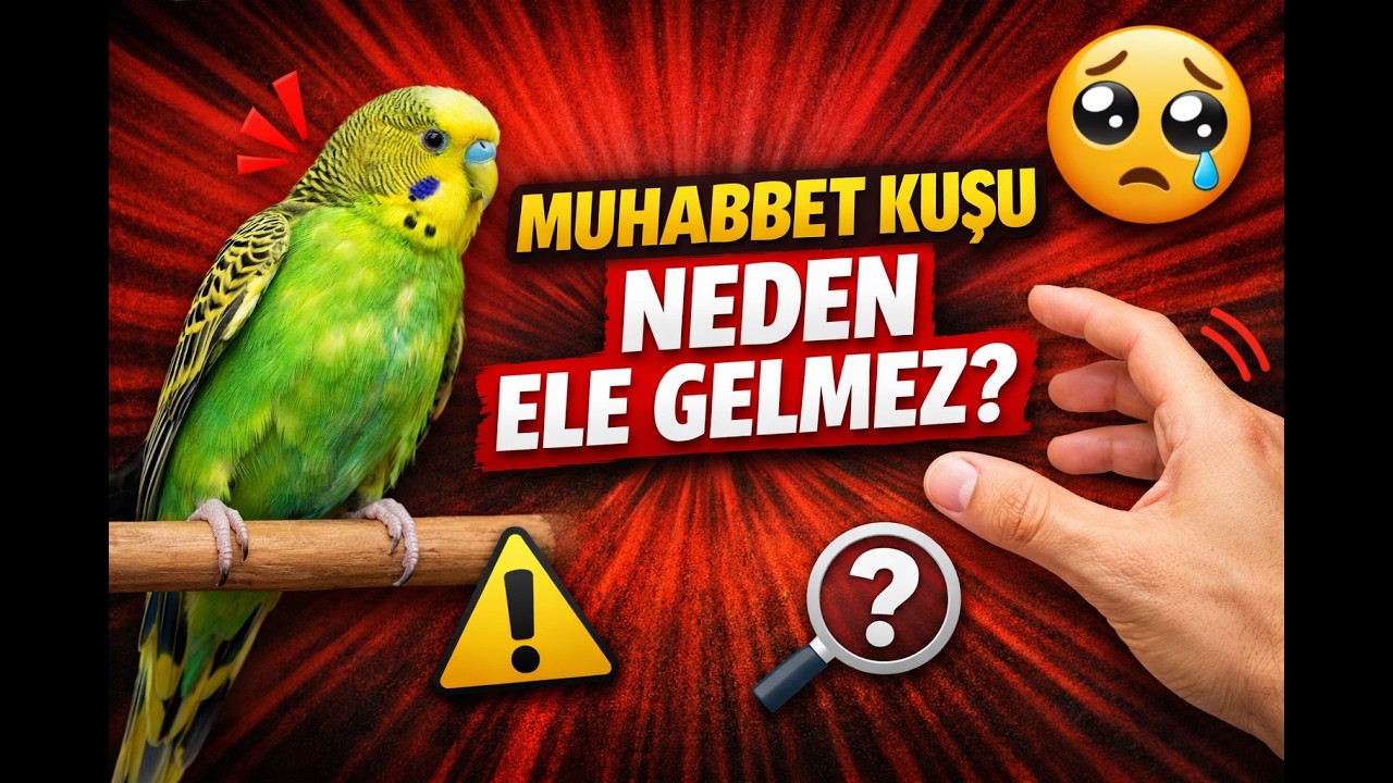 Muhabbet Kuşu Neden Ele Gelmez? (Gerçek Sebepler ve Çözümler)