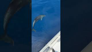 Dolphins Swim Alongside Catamaran, Thrilling Viewers