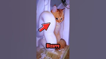 Waarom katten zich op de vreemdste plekken verstoppen!😨