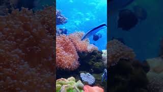 Coral Reefs Fishes Moving Around Under The Deep Sea Video 2