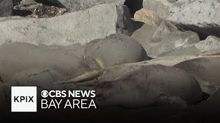 Scientists worried avian flu could spread to California elephant seals