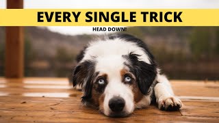 EVERY Trick My Mini Aussies Know