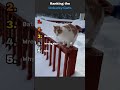 Unluckiest Cats Caught on Camera 😭#cats #funnycats #catfails #ranking #funnyvideos #shorts